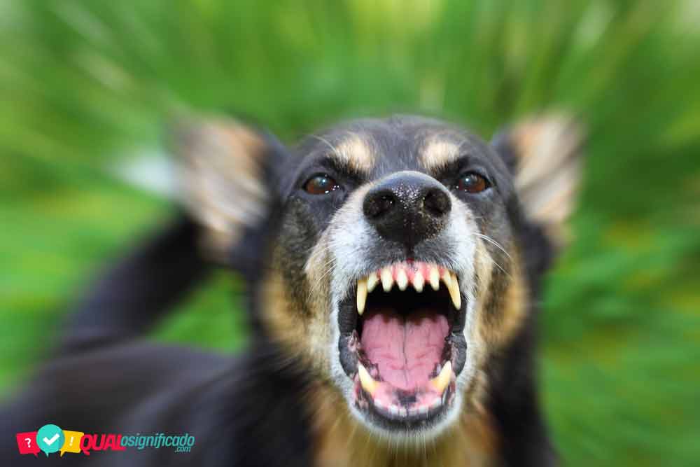 Sonhar com cachorro bravo  - o que significa - http://mundo.domitilapinturas.pt