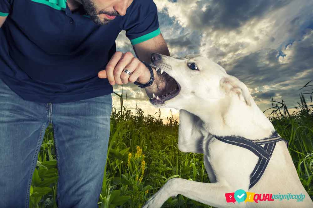 Sonhar com mordia de cachorro - o que significa - http://mundo.domitilapinturas.pt